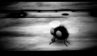 Arachmaninoff_01