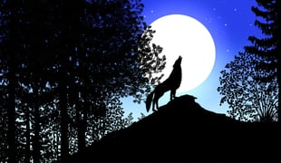 Contes_de_la_nuit_les_-loup-2_1_