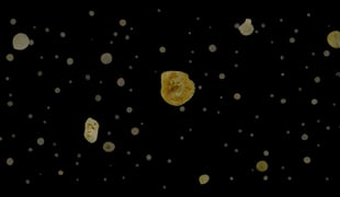 11_ding_shiwei_meteor_sonata