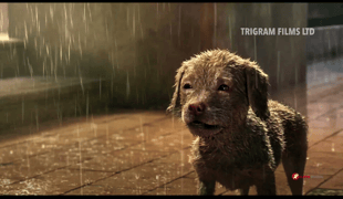 2017_a_dog_s_life_2018130_2_39_47