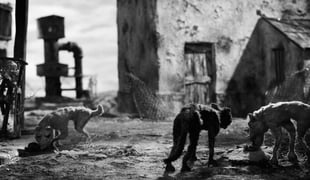 Canis_01