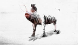Letter_to_a_pig_1