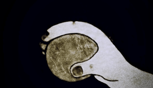 1_the_hand