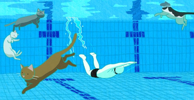 Cats_in_the_pool_2