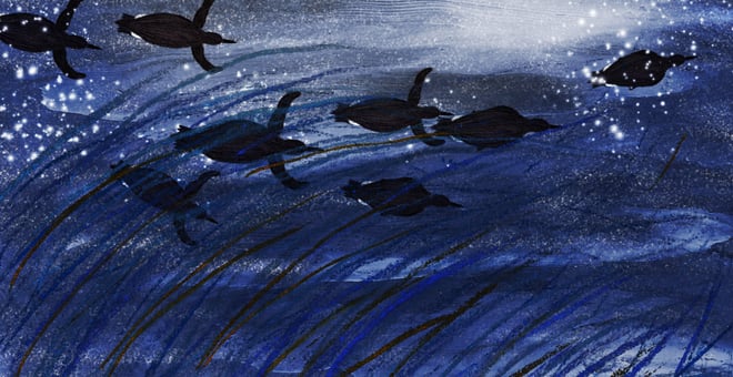 Penguins_3