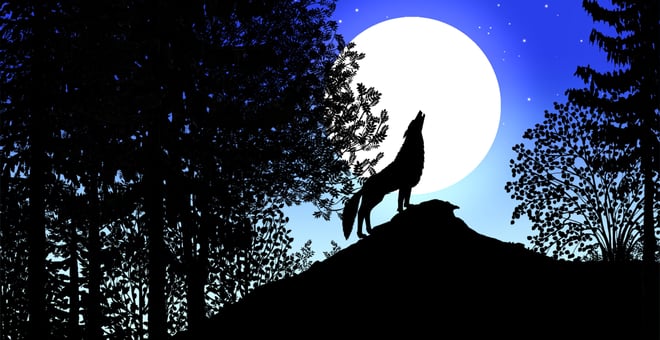 Contes_de_la_nuit_les_-loup-2_1_