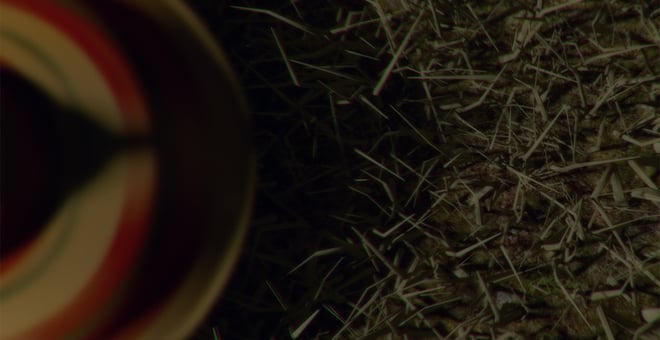 In_the_tall_grass_still_1