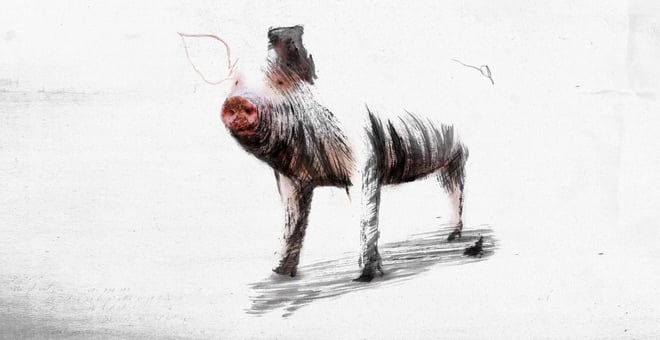 Letter_to_a_pig_1